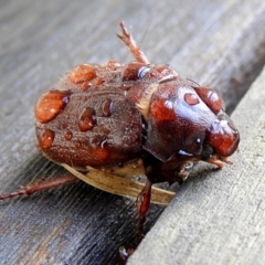 Melolonthini (tribe) (Cockchafer) at Crooked Corner, NSW - 12 Mar 2021 by Milly