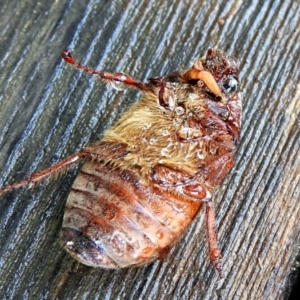 Melolonthini (tribe) at Crooked Corner, NSW - 12 Mar 2021 06:15 PM