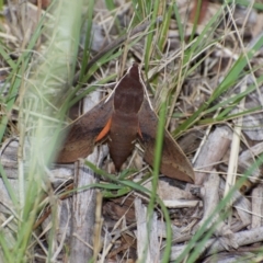 Hippotion scrofa (Coprosma Hawk Moth) at Weston, ACT - 14 Mar 2021 by AliceH