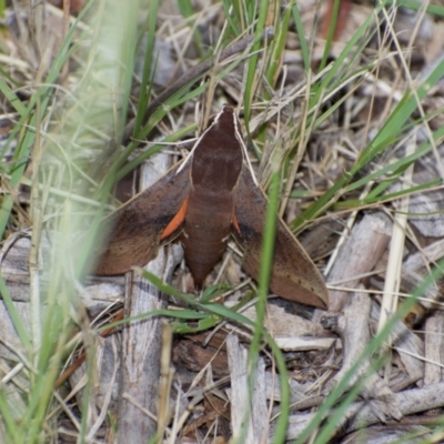 Hippotion scrofa (Coprosma Hawk Moth) at Weston, ACT - 14 Mar 2021 by AliceH