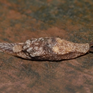 Cystopelta sp. (genus) at suppressed - 14 Mar 2021