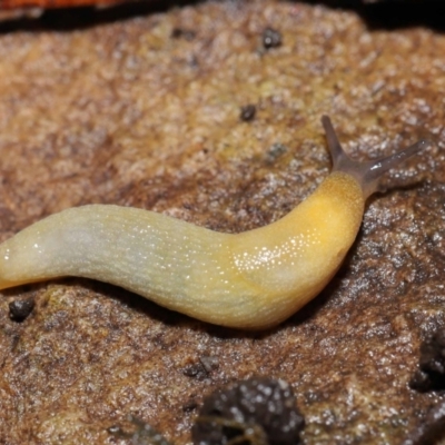 Arion intermedius (Hedgehog Slug) at ANBG - 14 Mar 2021 by TimL