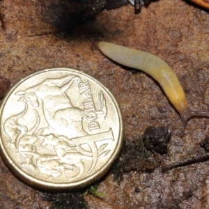 Arion intermedius at Acton, ACT - 14 Mar 2021