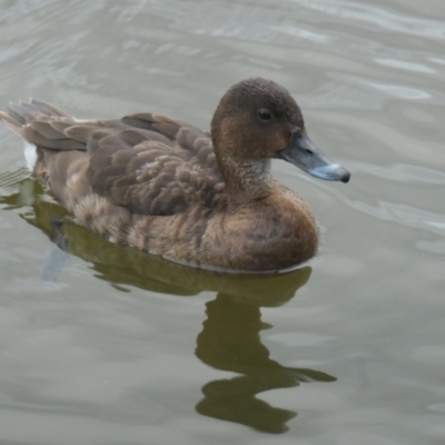 Aythya australis (Hardhead) at Yerrabi Pond - 14 Mar 2021 by TrishGungahlin