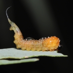 Lophyrotoma sp. (genus) at Downer, ACT - 14 Mar 2021 12:42 PM