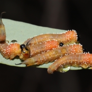 Lophyrotoma sp. (genus) at Downer, ACT - 14 Mar 2021