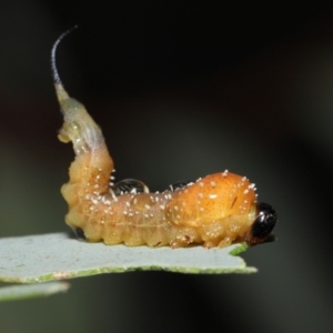 Lophyrotoma sp. (genus) at Downer, ACT - 14 Mar 2021