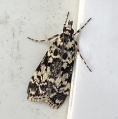 Scoparia exhibitalis (A Crambid moth) at QPRC LGA - 12 Mar 2021 by Wandiyali