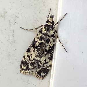 Scoparia exhibitalis at Googong, NSW - 13 Mar 2021