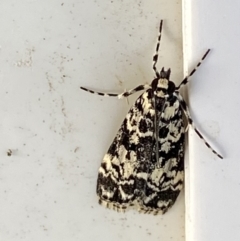 Scoparia exhibitalis at Googong, NSW - 13 Mar 2021