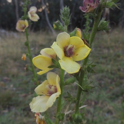 Verbascum virgatum (Green Mullein) at Namadgi National Park - 1 Mar 2021 by michaelb