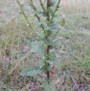 Verbascum virgatum at Brindabella, NSW - 1 Mar 2021 08:44 PM