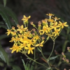 Senecio linearifolius (Fireweed Groundsel, Fireweed) at Brindabella, NSW - 1 Mar 2021 by michaelb