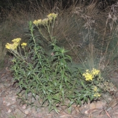 Senecio linearifolius at Brindabella, NSW - 1 Mar 2021 09:01 PM