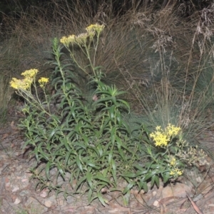 Senecio linearifolius at Brindabella, NSW - 1 Mar 2021