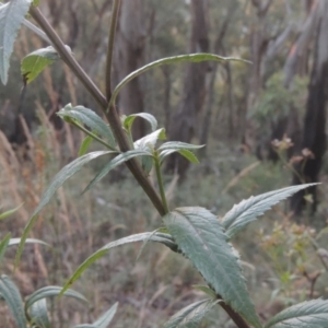 Senecio linearifolius at Brindabella, NSW - 1 Mar 2021 09:01 PM