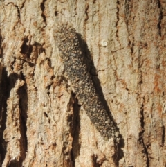 Lepidoscia (genus) IMMATURE (Unidentified Cone Case Moth larva, pupa, or case) at Conder, ACT - 17 Jan 2021 by michaelb