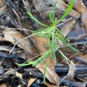 Lepidium hyssopifolium at Deakin, ACT - 13 Mar 2021 06:08 PM