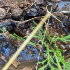 Lepidium hyssopifolium at Deakin, ACT - 13 Mar 2021