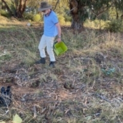 Lepidium hyssopifolium at Deakin, ACT - 13 Mar 2021