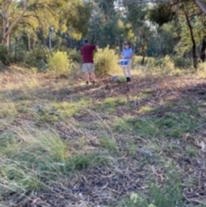 Lepidium hyssopifolium at Deakin, ACT - 13 Mar 2021