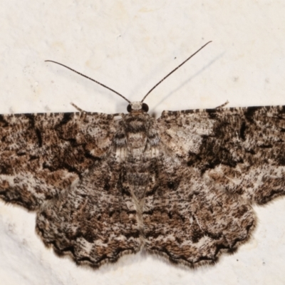 Unplaced externaria (Mahogany Bark Moth (formerly Hypomecis externaria)) at Melba, ACT - 11 Mar 2021 by kasiaaus