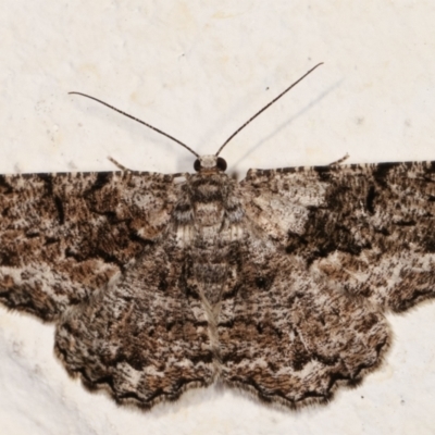 Unplaced externaria (Mahogany Bark Moth) at Melba, ACT - 12 Mar 2021 by kasiaaus