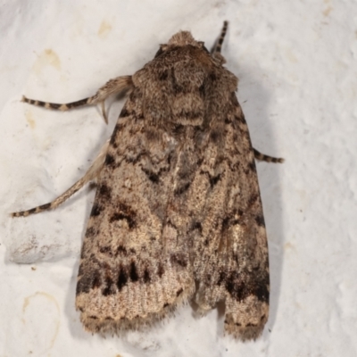 Proteuxoa capularis (Half-moon Noctuid) at Melba, ACT - 12 Mar 2021 by kasiaaus