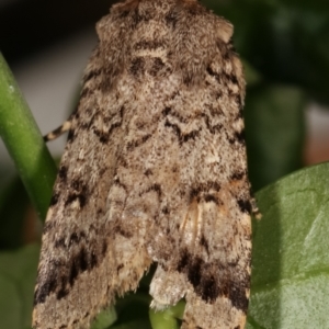 Proteuxoa capularis at Melba, ACT - 12 Mar 2021