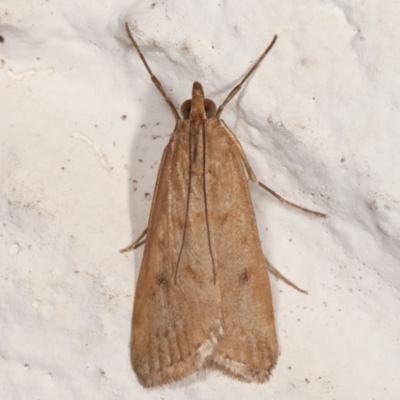 Achyra affinitalis (Cotton Web Spinner) at Melba, ACT - 11 Mar 2021 by kasiaaus