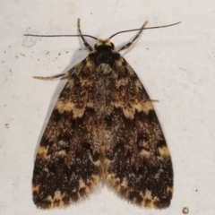 Halone coryphoea (Eastern Halone moth) at Melba, ACT - 12 Mar 2021 by kasiaaus