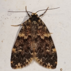 Halone coryphoea at Melba, ACT - 12 Mar 2021 12:23 AM