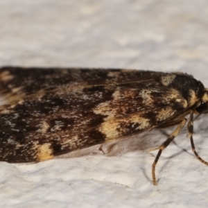 Halone coryphoea at Melba, ACT - 12 Mar 2021 12:23 AM