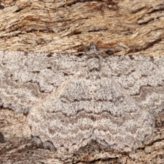 Psilosticha absorpta (Fine-waved Bark Moth) at Tidbinbilla Nature Reserve - 12 Mar 2021 by kasiaaus