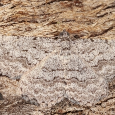 Psilosticha absorpta (Fine-waved Bark Moth) at Paddys River, ACT - 12 Mar 2021 by kasiaaus