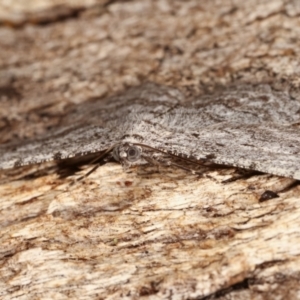 Psilosticha absorpta at Paddys River, ACT - 12 Mar 2021