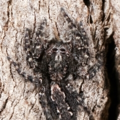 Cytaea severa at Paddys River, ACT - 12 Mar 2021