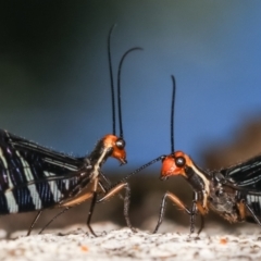 Porismus strigatus (Pied Lacewing) at Paddys River, ACT - 12 Mar 2021 by kasiaaus