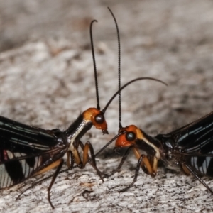 Porismus strigatus at Paddys River, ACT - 12 Mar 2021