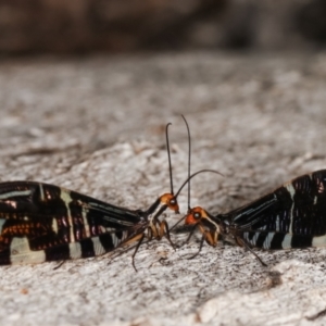 Porismus strigatus at Paddys River, ACT - 12 Mar 2021 04:56 PM