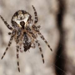 Araneinae (subfamily) (Orb weaver) at Paddys River, ACT - 12 Mar 2021 by kasiaaus