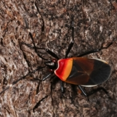 Dindymus versicolor (Harlequin Bug) at Paddys River, ACT - 12 Mar 2021 by kasiaaus