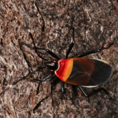 Dindymus versicolor (Harlequin Bug) at Paddys River, ACT - 12 Mar 2021 by kasiaaus