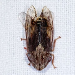 Stenocotis depressa (Leafhopper) at Tidbinbilla Nature Reserve - 12 Mar 2021 by kasiaaus