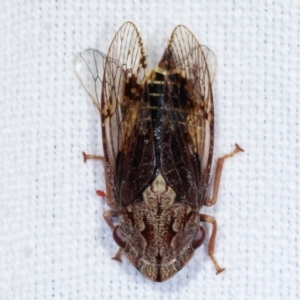 Stenocotis depressa at Paddys River, ACT - 12 Mar 2021