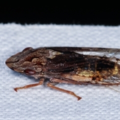 Stenocotis depressa at Paddys River, ACT - 12 Mar 2021