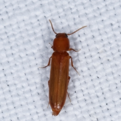 Mystes planatus (A False Darkling Beetle) at Tidbinbilla Nature Reserve - 12 Mar 2021 by kasiaaus