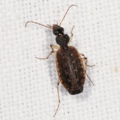 Homethes (genus) (Carab beetle) at Paddys River, ACT - 12 Mar 2021 by kasiaaus