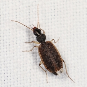 Homethes (genus) at Paddys River, ACT - 12 Mar 2021 07:38 PM