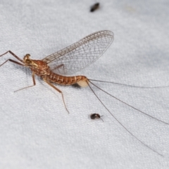 Ephemeroptera (order) (Unidentified Mayfly) at Paddys River, ACT - 12 Mar 2021 by kasiaaus